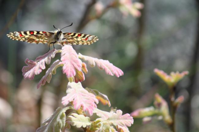 Mariposa arlequín (Zerynthia rumina) sobre un roble melojo de la sierra de Guadarrama (foto: Rubén Bernal).