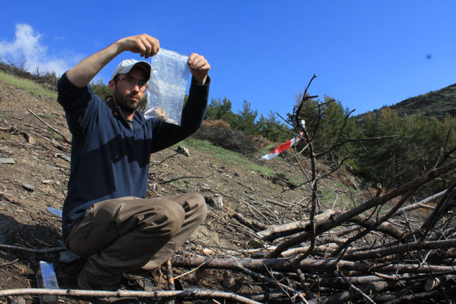 Un técnico de campo durante un muestreo de micromamíferos en una parcela de estudio del Parque Natural de Sant Llorenç del Munt (Barcelona). Foto: Joan Real.