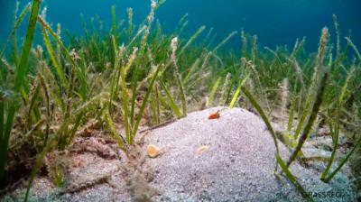 Pradera de la fanerógama “Cymodocea nodosa” en el Mar Menor (foto: IEO).