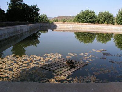 Milano real encontrado vivo sobre el primer palé colocado en una gran alberca de la finca Sa Cabana des Frare, en el término municipal de Palma de Mallorca, en septiembre de 2008 (foto: Jordi Muntaner).