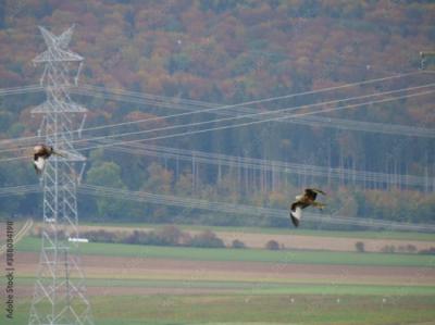 Dos milanos reales vuelan cerca de la torreta y los cables de un tendido eléctrico de alta tensión (foto: Juergen / Adobe Stock).