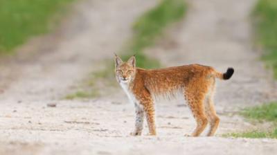 Lince boreal en una pista forestal en su hábitat natural (foto: Mati Kose / Wirestock Creators / Adobe Stock).
