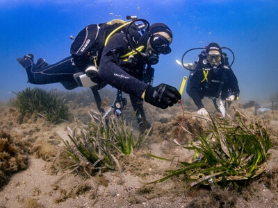 Marcaje para su seguimiento de varios parches de posidonia recién plantados (foto: Francisco Sedano).