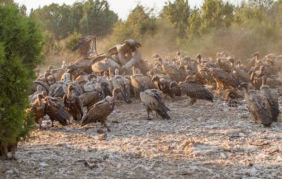 Buitres leonados se alimentan en un muladar (foto: Josefito123 / Wikicommons).