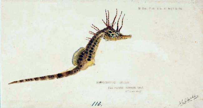 Caballito de mar de la especie Hippocampus abdominalis - Frank Edward Clarke (1848-1899).