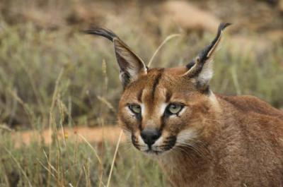 Ciudades tóxicas: el veneno invisible que amenaza al caracal en Sudáfrica