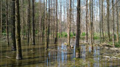 Bosque de ribera inundado por la acción de los castores en el sector suizo de la cuenca del Rin donde se ha hecho el estudio.