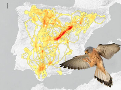 Red de corredores post-reproductores del cernícalo primilla (Falco naumanni) en la Península Ibérica, identificada mediante seguimiento GPS. Mapa: Hernández-Cabello y otros autores (2026). Foto: Daniel Martínez Fernández.