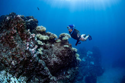 Vista submarina de un arrecife en Isla del Caño (Costa Rica) con colonias de coral visiblemente blanqueadas (foto: Sylvain Lambrechts).
