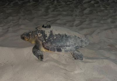 La hembra de tortuga boba “Dálmata”, equipada con un emisor que permite seguirla vía satélite, hizo dos puestas de huevos en el litoral mediterráneo en un intervalo de trece días.