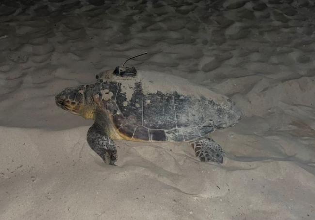 La hembra de tortuga boba “Dálmata”, equipada con un emisor que permite seguirla vía satélite, hizo dos puestas de huevos en el litoral mediterráneo en un intervalo de trece días.