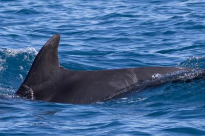 Aleta dorsal del delfín mular “Tramuntana”, que ha sido observado cada año durante el estudio.