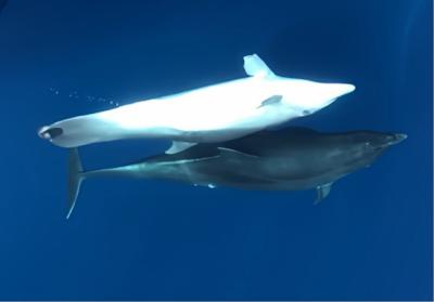 El delfín mular con la aleta caudal amputada nada junto a otro ejemplar de su especie.
