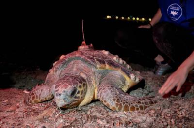 Momento de la colocación de un nuevo emisor satelital a la tortuga boba “Diana”.