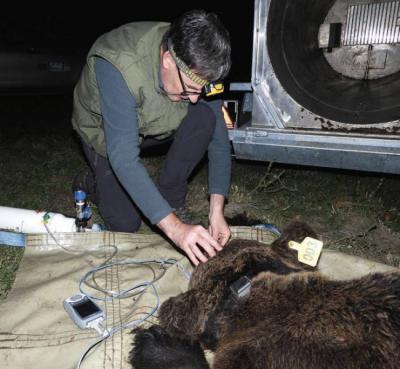 Operativo de marcaje con GPS de un oso cantábrico (foto: FOP).