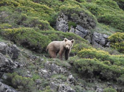 Oso cantábrico subadulto. Foto: FOP.