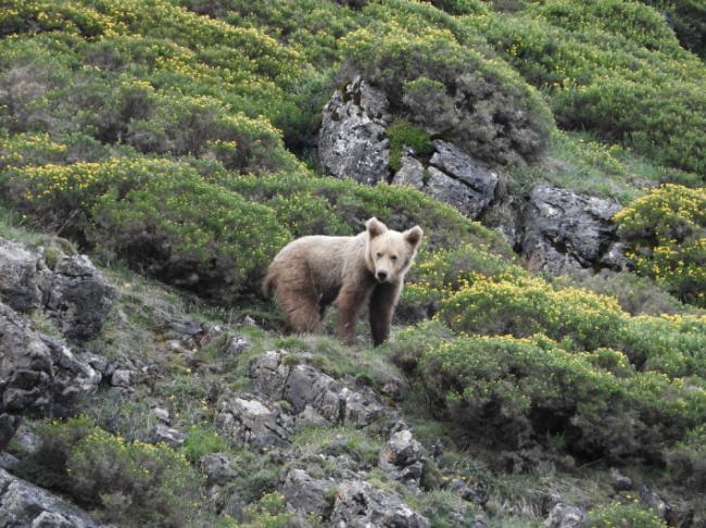 Oso cantábrico subadulto. Foto: FOP.