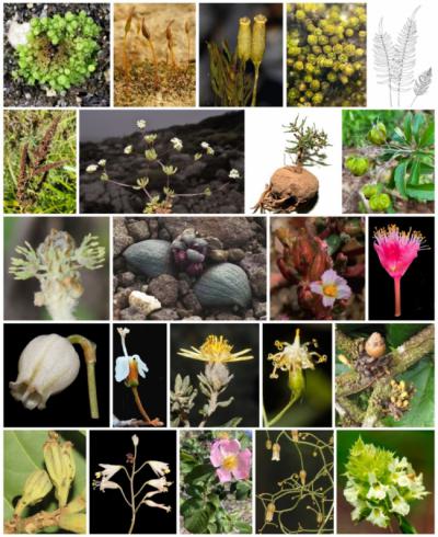 La comunidad botánica española describe ochenta especies vegetales nuevas