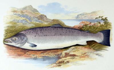 El salmón en Cantabria: crónica de una extinción anunciada