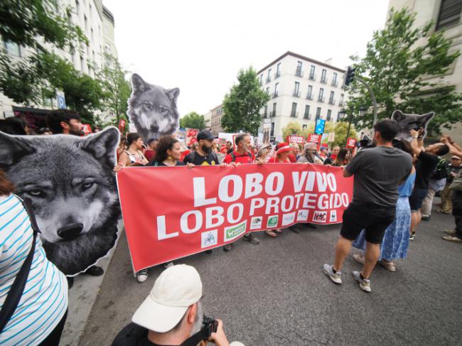 Quercus acompañó a miles de personas en defensa del lobo ibérico
