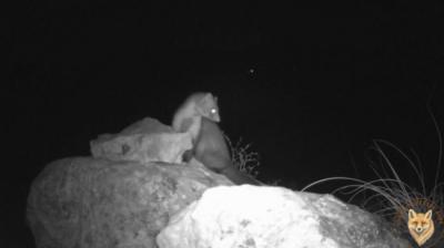 Un búho real es 'pillado' cazando una garduña