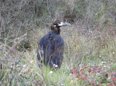Buitre negro recientemente liberado en el Parc Natural de Els Ports, con su emisor GPS.