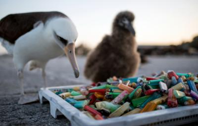 Un albatros de Laysan y su pollo ante una pila de mecheros desechables recogidos en un área marina protegida del archipiélago de Hawái (foto: National Marine Sanctuaries/ NOAA).
