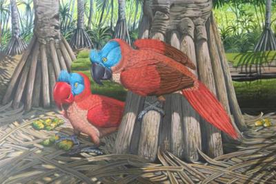 El loro de pico ancho (Lophopsittacus mauritianus), un ave de gran tamaño, era endémico de la isla de Mauricio, en el océano Índico. Se extinguió en el siglo XVII, probablemente debido a una combinación de especies introducidas, pérdida de hábitat y caza (ilustración: Julian Hume).