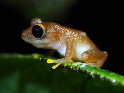 Desaparecen dos de cada tres especies de anfibios de una reserva en Colombia