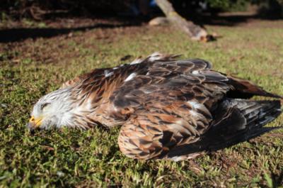 Milano real víctima de un episodio de envenenamiento.