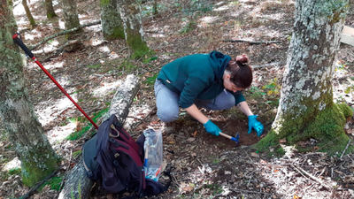 Una investigadora especialista en hongos al pie de un roble albar.