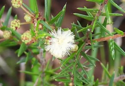 Detalle de la especie de crecimiento rápido “Acacia ulicifolia” (foto: cirolana, iNaturalist CC-BY-NC).