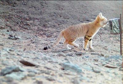 Un gato de las arenas junto a una cámara de fototrampeo en la Reserva Real Príncipe Mohammed bin Salman, en Arabia Saudí.