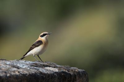 Casi el 80% de las aves agrarias ha reducido su presencia en Europa en la última década