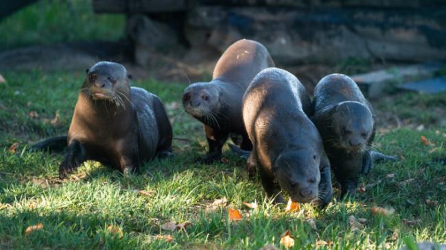 Las nutrias gigantes “Nima”, “Coco” y sus cachorros.
