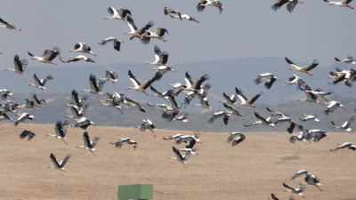Grupo de cigüeñas blancas durante la migración en la zona de La Janda, al sur de Cádiz (foto: gailhampshire / Wikicommons).
