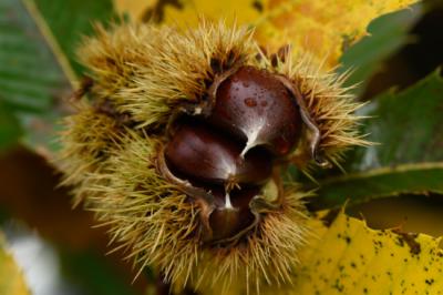 Castañas parcialmente rodeadas de su cubierta espinosa (foto: FOP).
