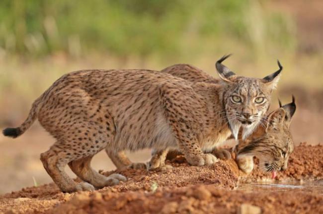 Dos cachorros de la hembra de lince ibérico “Odrina” beben en una charca (foto: Antonio Liébana).