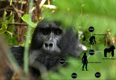 Sobre esta foto de gorila oriental (Gorilla beringei) se muestra una representación de las cepas de tuberculosis y de las especies en las que se detectaron (foto: C. Gortázar).