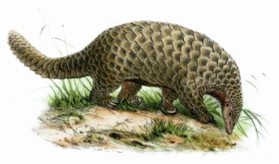 Preocupante aumento del consumo de fauna silvestre, como el pangolín, en Guinea Ecuatorial