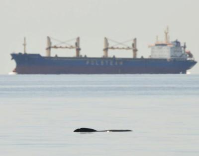 Un gran cetáceo emerge en superficie mientras un buque mercante navega al fondo (foto: Grupo Megamar / IEO-CSIC).