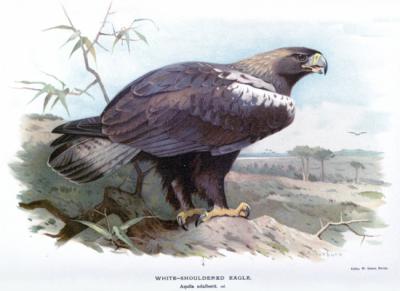 Águila imperial ibérica. Dibujo de Archibald Thorburn.