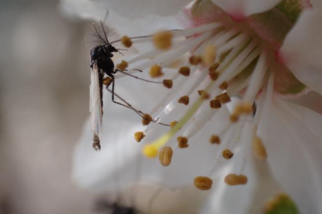Macho de una especie de la familia Chironomidae, utilizado como modelo en el estudio (foto: Viktor Baranov).