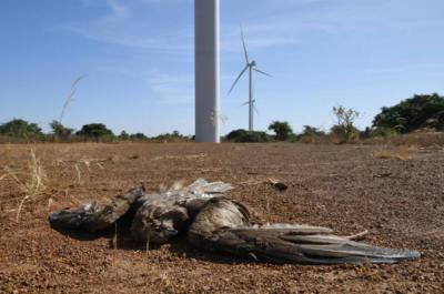 Cadáver de un milano negro europeo víctima de una colisión en el parque eólico de Taiba N’Diaye, en Senegal (foto: Manuel de la Riva).