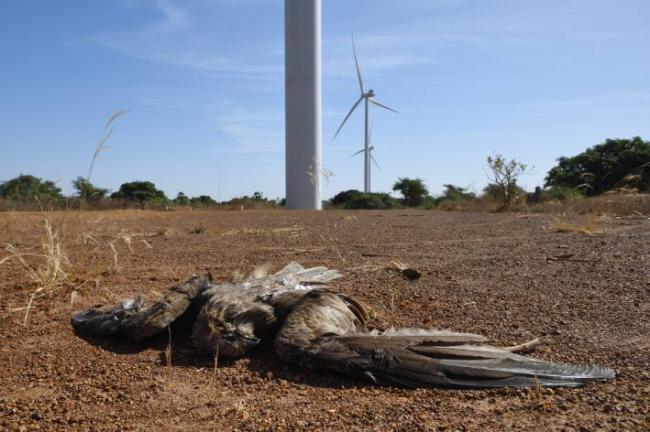 Cadáver de un milano negro europeo víctima de una colisión en el parque eólico de Taiba N’Diaye, en Senegal (foto: Manuel de la Riva).