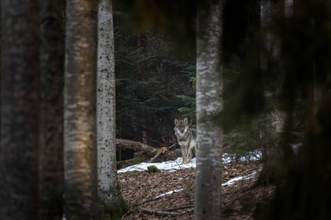 Lobo en un bosque del sur de Alemania durante el invierno (foto: prochym / Adobe Stock).