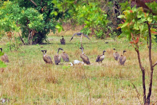 Buitres dorsiblancos junto a los restos de un antílope cobo en el Parque Nacional de Mole (Ghana). Foto: Sandra Goded.