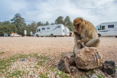 Al igual que este macaco de Berbería, decenas de ejemplares de esta especie esperan su oportunidad junto al aparcamiento del Bosque del Cedro Gourad, en Marruecos (foto: Carlos Molina).