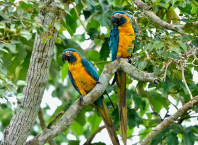 Pareja de guacamayo barbiazul en una de sus áreas de alimentación y dormidero de la finca Tres Estrellas, en los Llanos de Moxos (Bolivia). Pareja de guacamayo barbiazul en una de sus áreas de alimentación y dormidero de la finca Tres Estrellas, en los Llanos de Moxos (Bolivia).