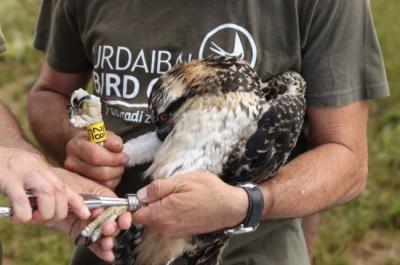 Anillamiento de “Jano”, uno los pollos de la pareja de águila pescadora que anida ininterrumpidamente en la bahía de Santander desde 2022 (foto: Urdaibai Bird Center).